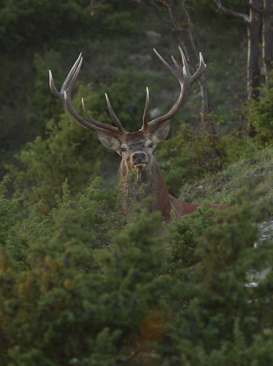 Strategie riproduttive del cervo (Cervus elaphus)